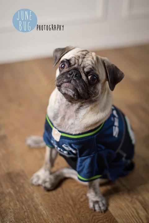 rescue pug, seahawks, 12th man, family photography, pet photography