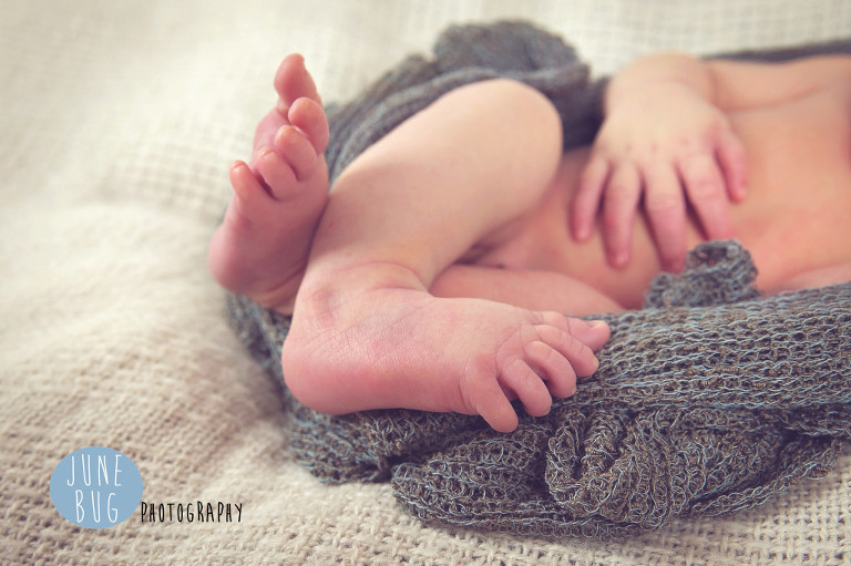 June bug photography newborn photographer snohomish